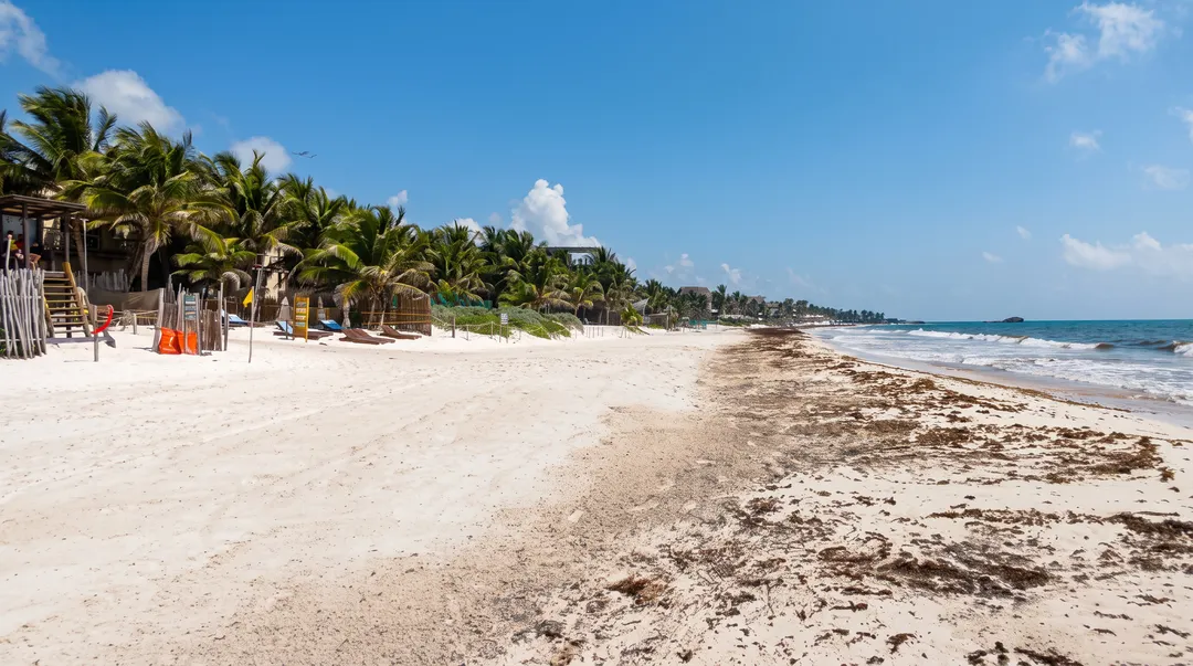 Playa cubierta de sargazo y basura en la orilla, con palmeras y estructuras de playa a la vista tierra adentro, y agua turquesa más allá