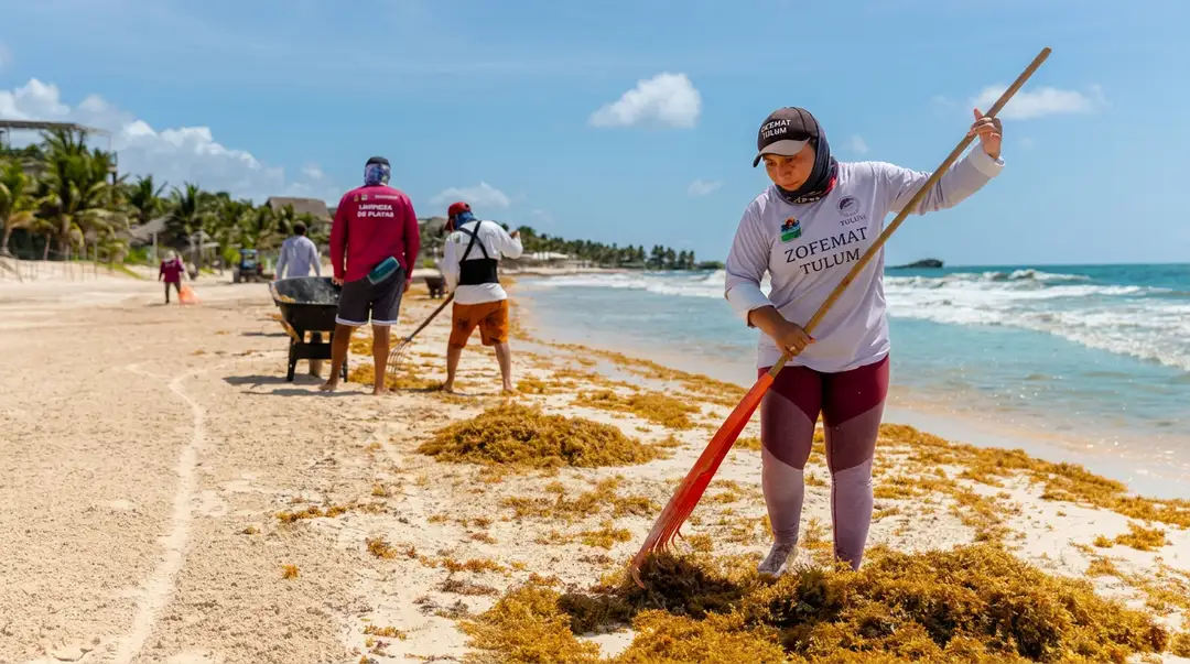 People remove seaweed from a beach while others work in the background near the waterline