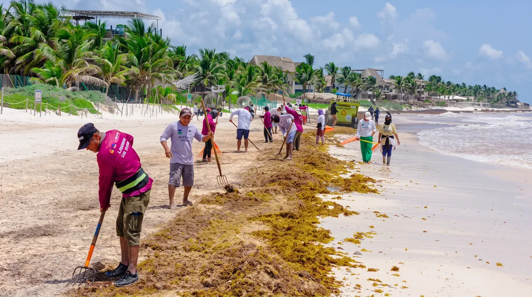 Falta una sola decisión oficial para que las dos playas gratuitas de Tulum obtengan su primer certificado Platino Grupo de personas usa rastrillos y palas para retirar sargazo y basura de una playa de arena rodeada de palmeras y edificios frente al mar