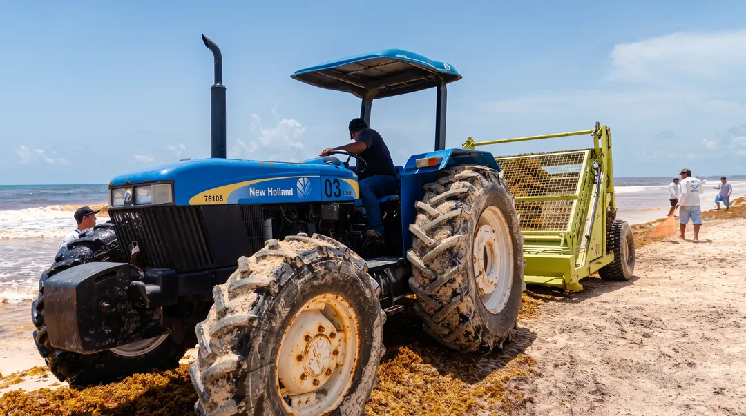 Blue farm tractor with yellow trailer parked on a beach covered in seaweed, with people wading in the ocean behind it