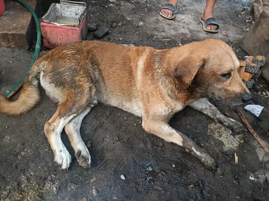 Two dog poisoning reports two days apart, and still no toxicology answers in Tulum Brown and white dog lying on concrete ground surrounded by people and household items