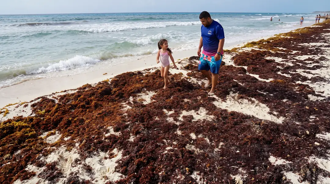 An adult and child stand on a seaweed-covered beach near the water's edge with other beachgoers visible in the distance