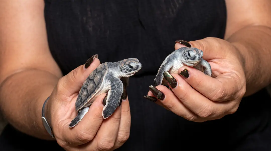 Two tiny sea turtles rest in a person's hands against a black background