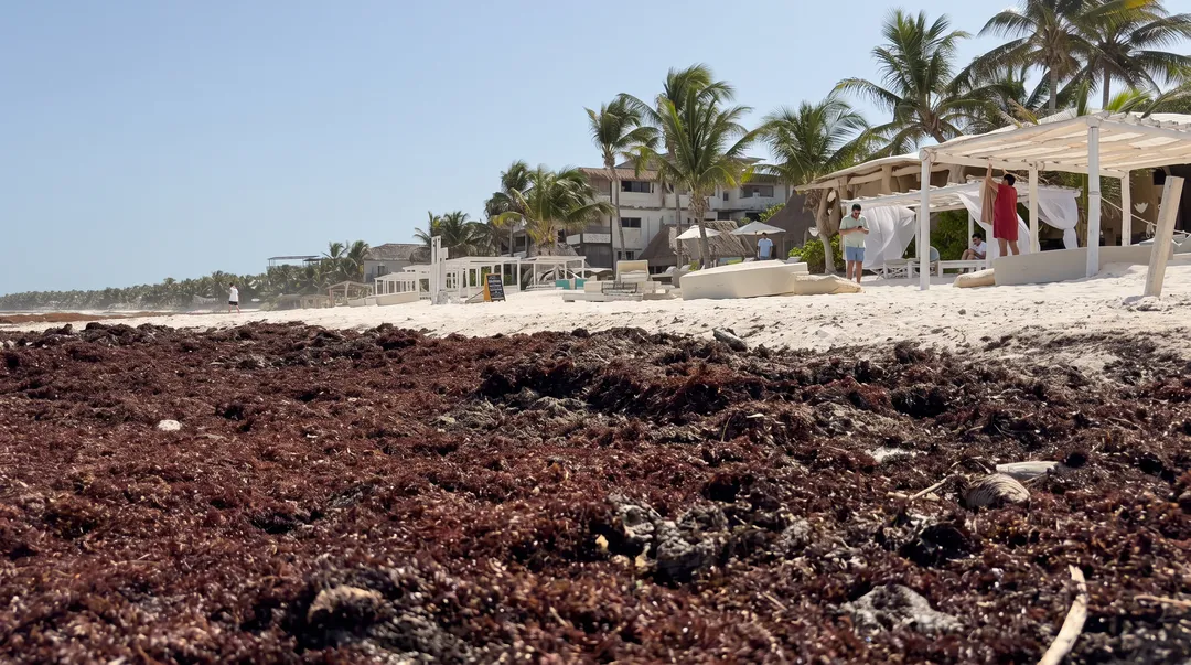 Piles of dark seaweed cover a beach in front of beachfront buildings and umbrellas under clear sky