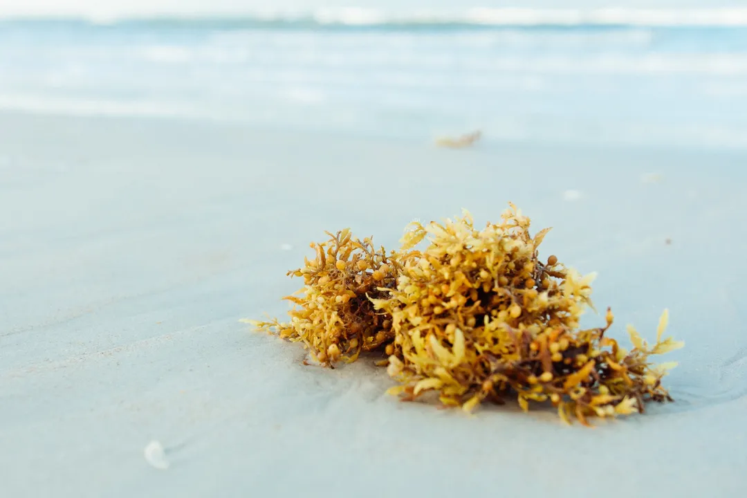 A Clean Tulum Beach Depends More on the Month Than the Resort Dried seaweed and brown algae clumps lie on wet sand at the water's edge