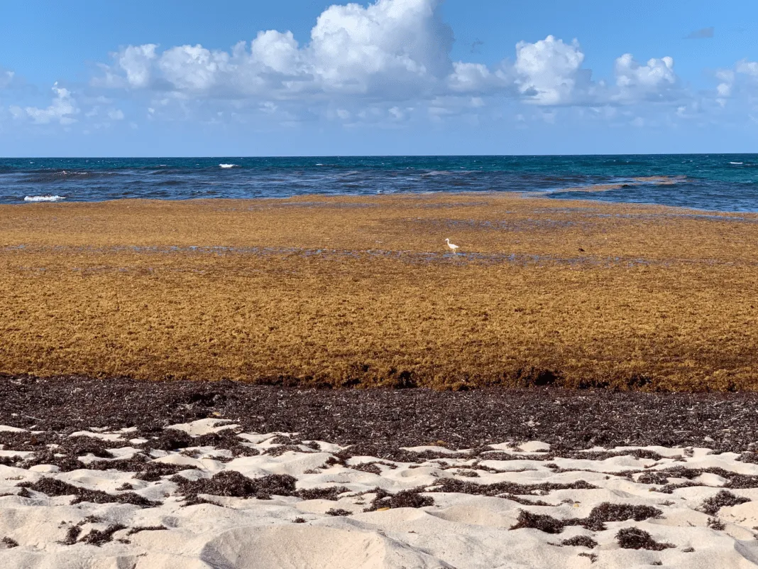 Sandy beach with large patches of seaweed and dark algae covering the sand and shallow water under a partly cloudy sky