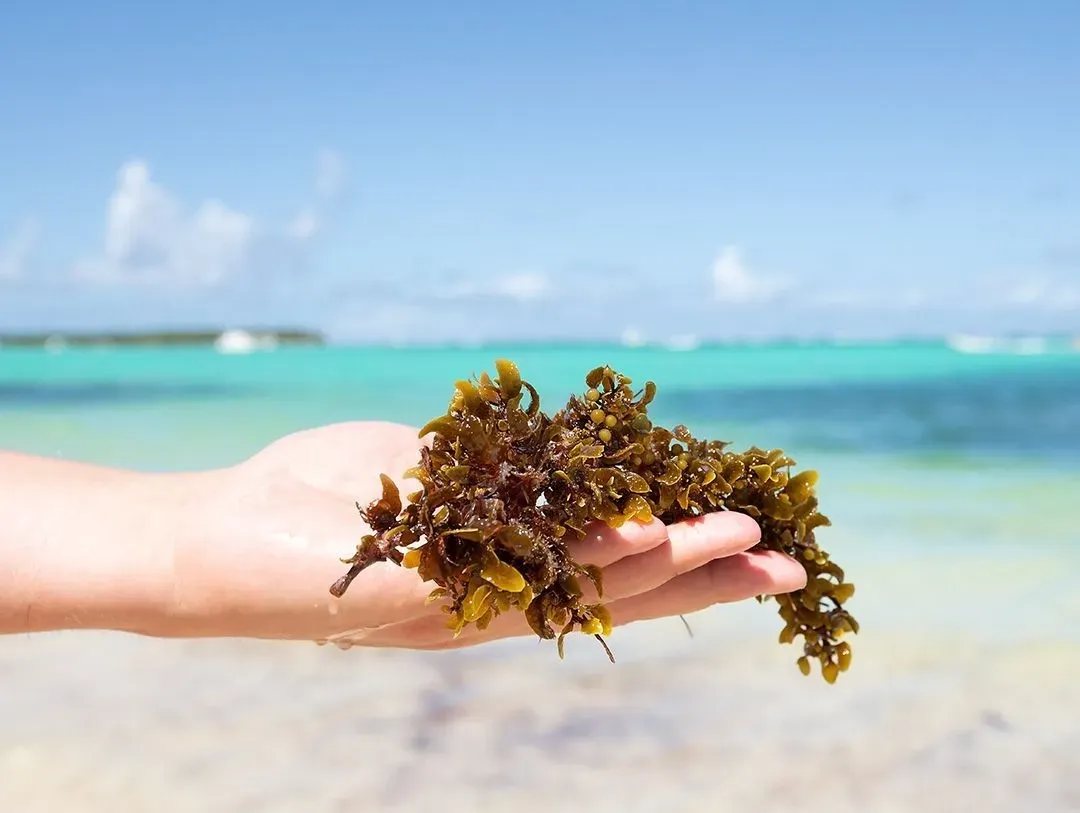 Navigating the 2026 Tulum Sargassum Season Survival Guide Person holding brown seaweed in their hand on a beach with turquoise water in the background
