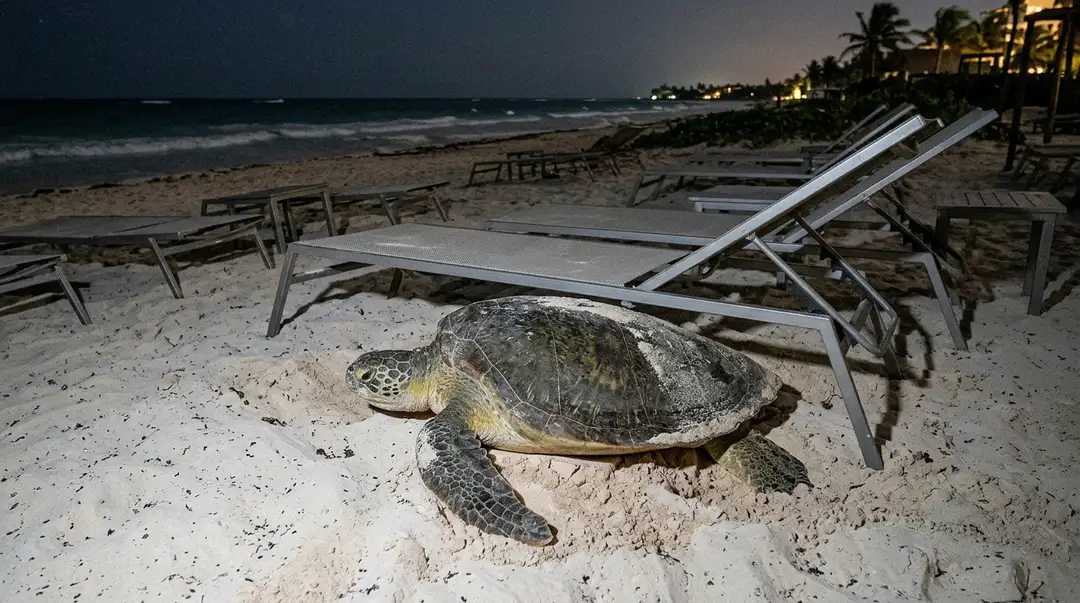 Tulum’s 6,000 turtle nests hatch after dark, onto whatever the beach clubs left out Sea turtle crawling across sand among overturned beach lounge chairs at night along a shoreline