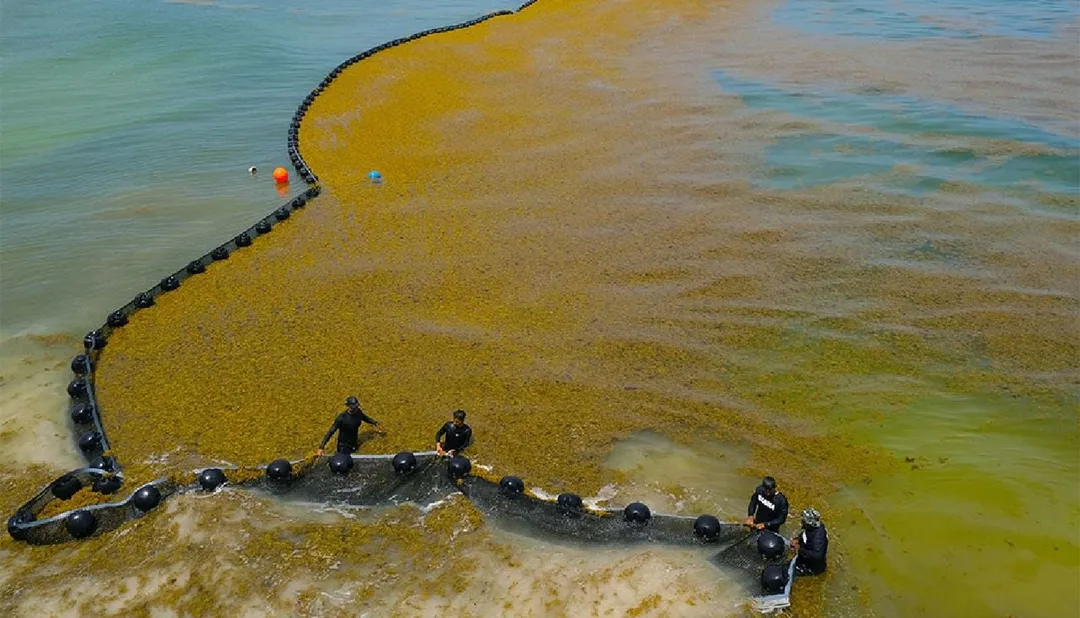 Record Sargassum Season Threatens Quintana Roo's Credibility Before FIFA 2026 Workers deploy a floating barrier to contain yellow seaweed in shallow coastal waters