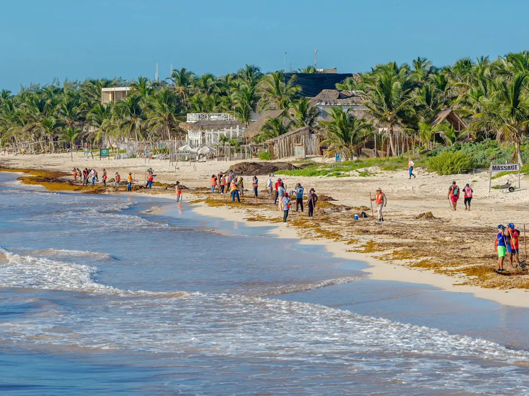 Bañistas y trabajadores se reúnen en la orilla de la playa para recolectar basura marina y sargazo cerca de las palmeras y estructuras de madera