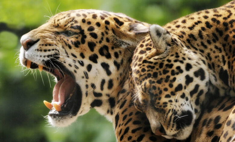 Parque Ecológico El Jaguar de Tulum recibirá apoyo en 2023