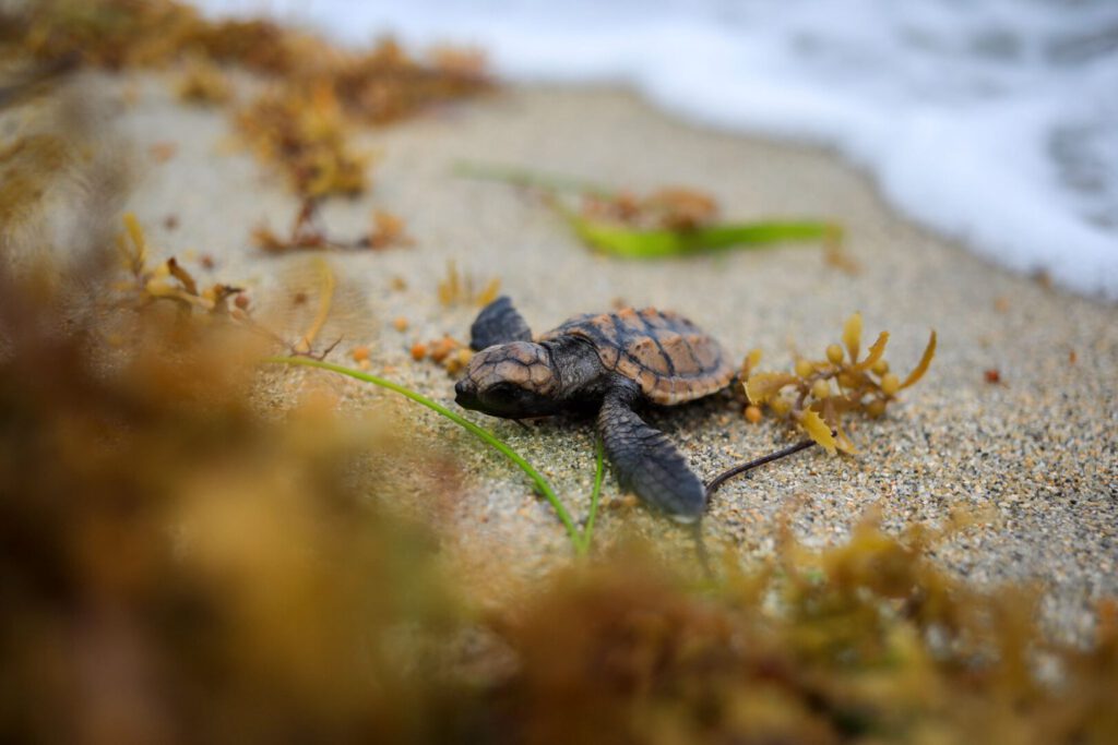 Sargassum in Tulum puts sea turtles at risk