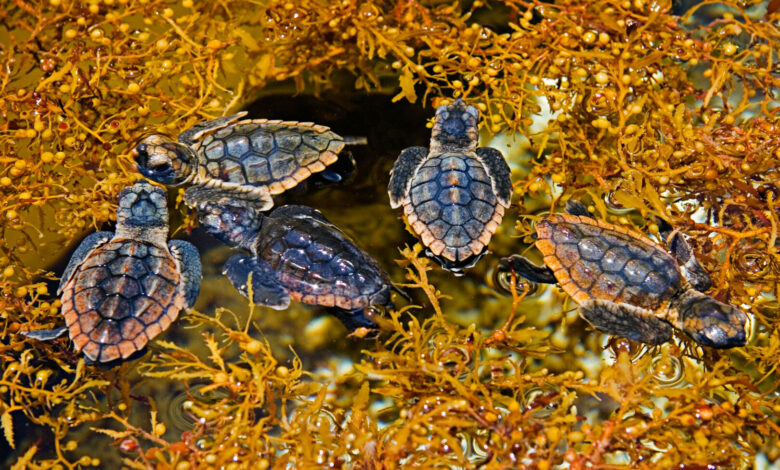 Sargassum in Tulum puts sea turtles at risk