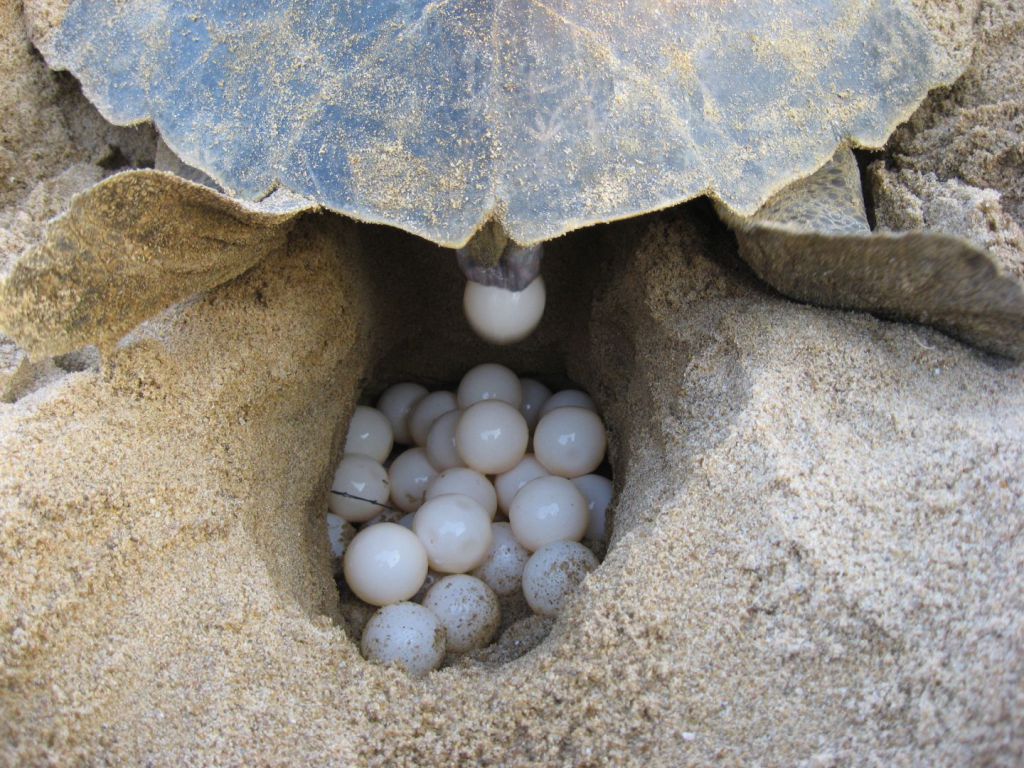 Tulum's Wildlife Protectors Gear Up for the Annual Turtle Breeding Season