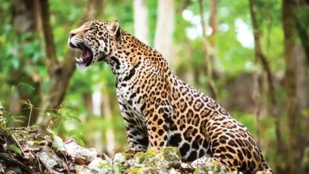 Tulum's Jaguar Zone Declared a Protected Sanctuary