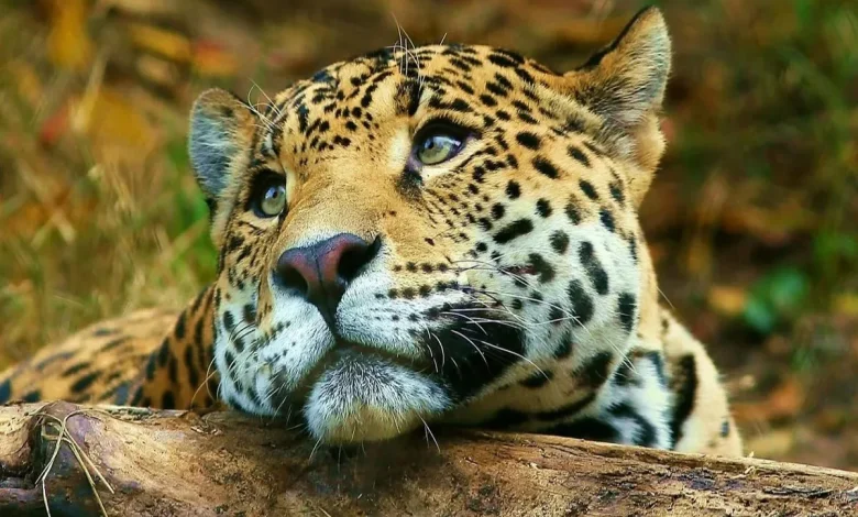 Zona Jaguar de Tulum declarada Santuario Protegido
