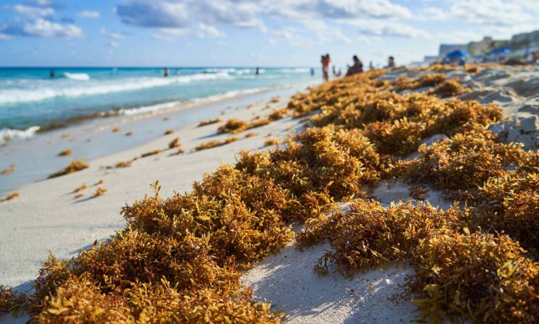 Tulum Battling Sargassum Onslaught as Seaweed Invasion Intensifies