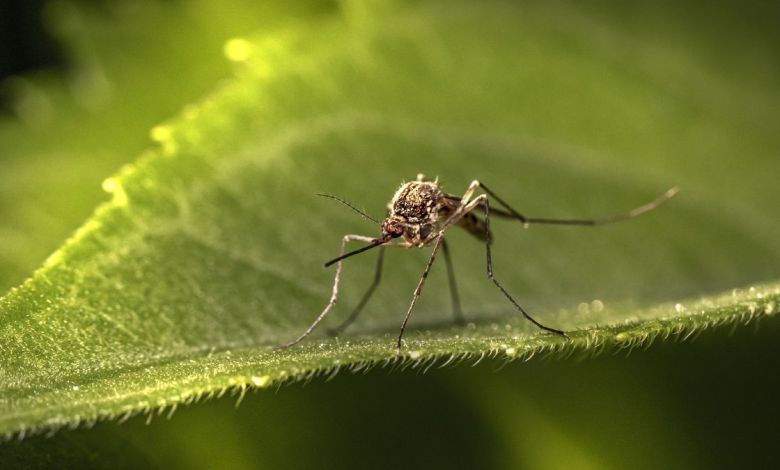 Tulum enfrenta ocho casos confirmados de dengue