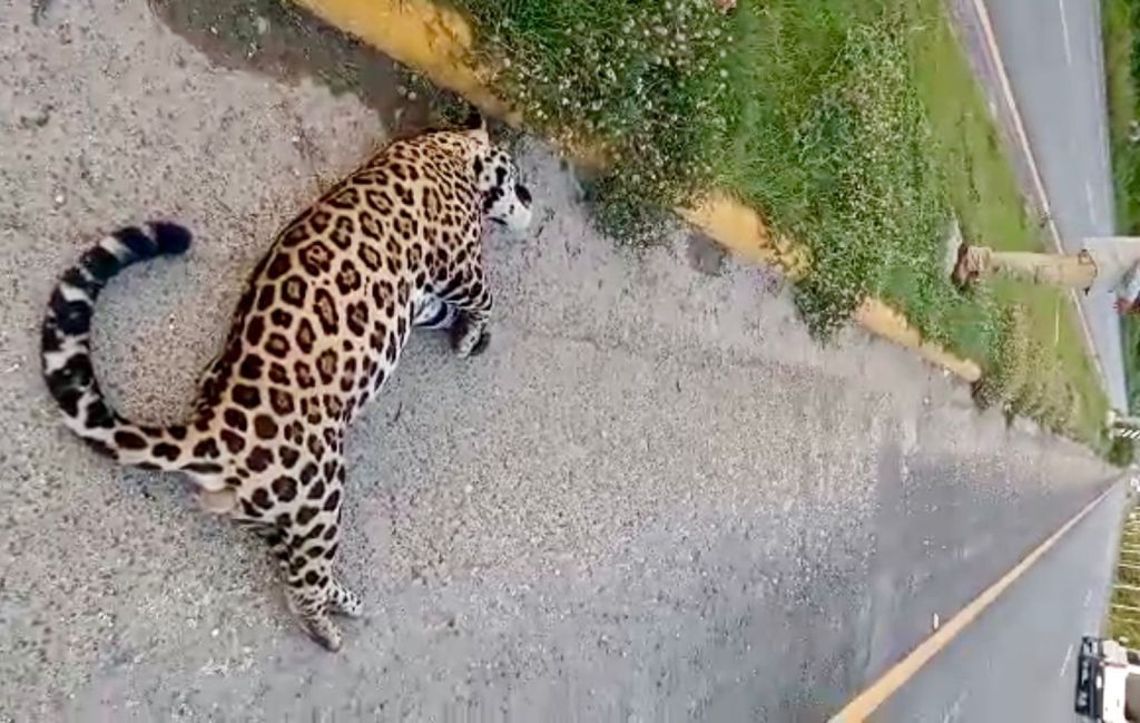 Majestic Jaguar Killed in Hit-and-Run on Federal Highway 307