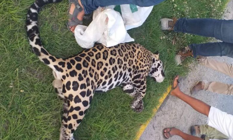 Majestic Jaguar muere en atropello y fuga en la carretera federal 307