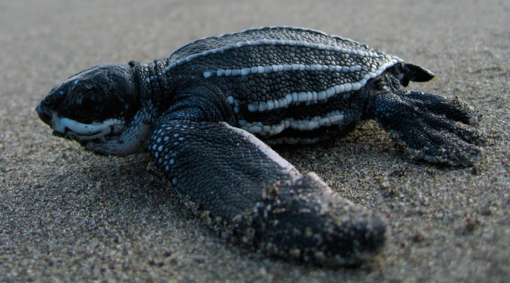 El ecosistema de Tulum sorprende a los expertos con la llegada y liberación de 57 crías de tortuga boba