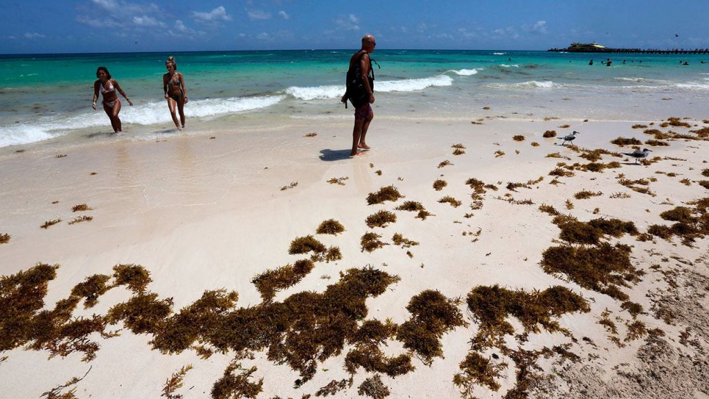 18,450 toneladas de sargazo desterradas de costas de Quintana Roo