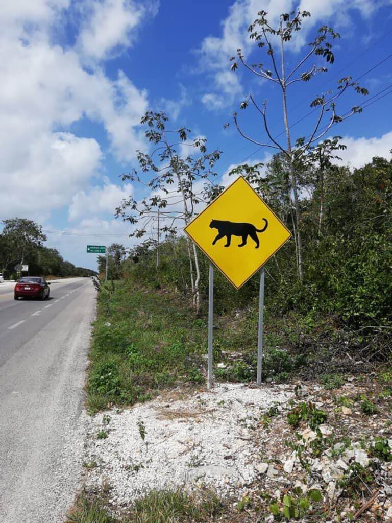Road to Extinction: Tren Maya Construction Threatens Endangered Feline Population