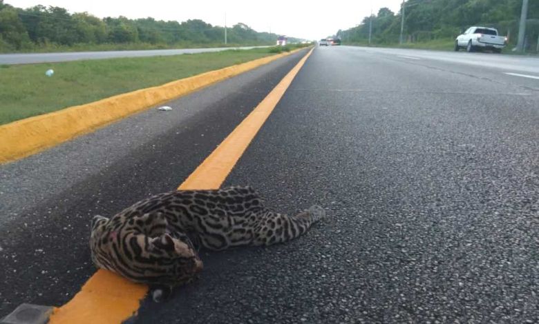 Ocelot Tragically Struck in Quintana Roo, Adding to Endangered Species Deaths