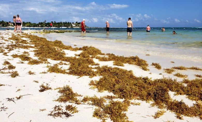 18,450 toneladas de sargazo desterradas de costas de Quintana Roo