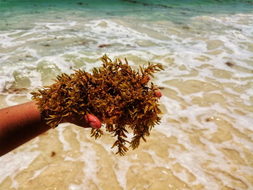 18,450 Tons of Sargassum Banished from Quintana Roo's Shores