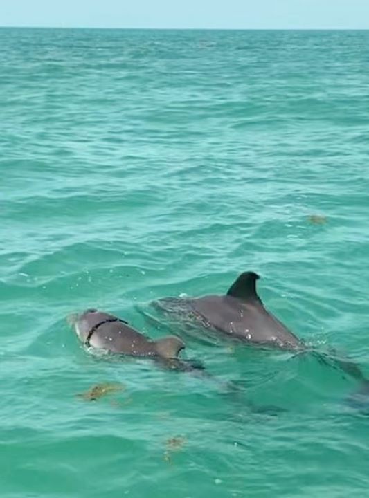 Cría de delfín rescatada de cuerda peligrosa en Sian Ka'an
