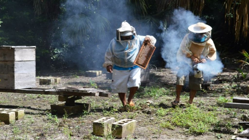 Tulum's Beekeepers Forge Resilience Amid Industrialization and Climate Change
