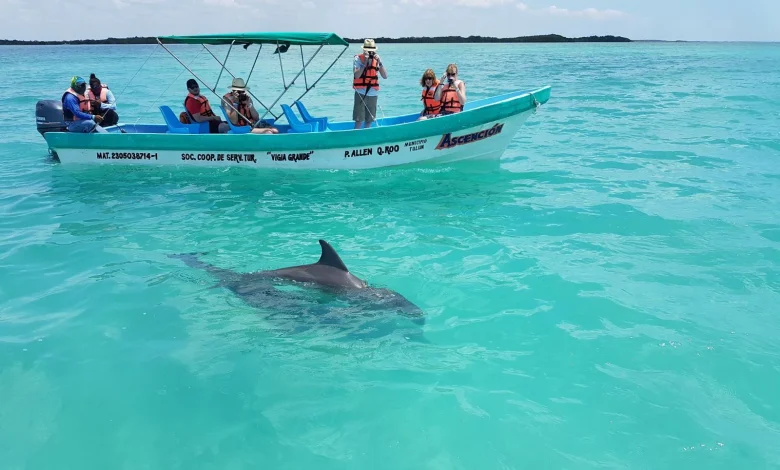 Cría de delfín rescatada de cuerda peligrosa en Sian Ka'an
