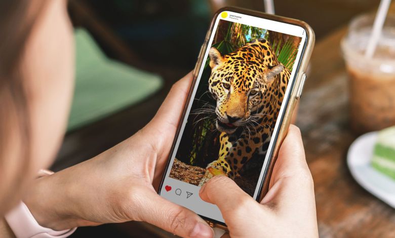 Jaguares vs. noticias falsas en la jungla de las redes sociales