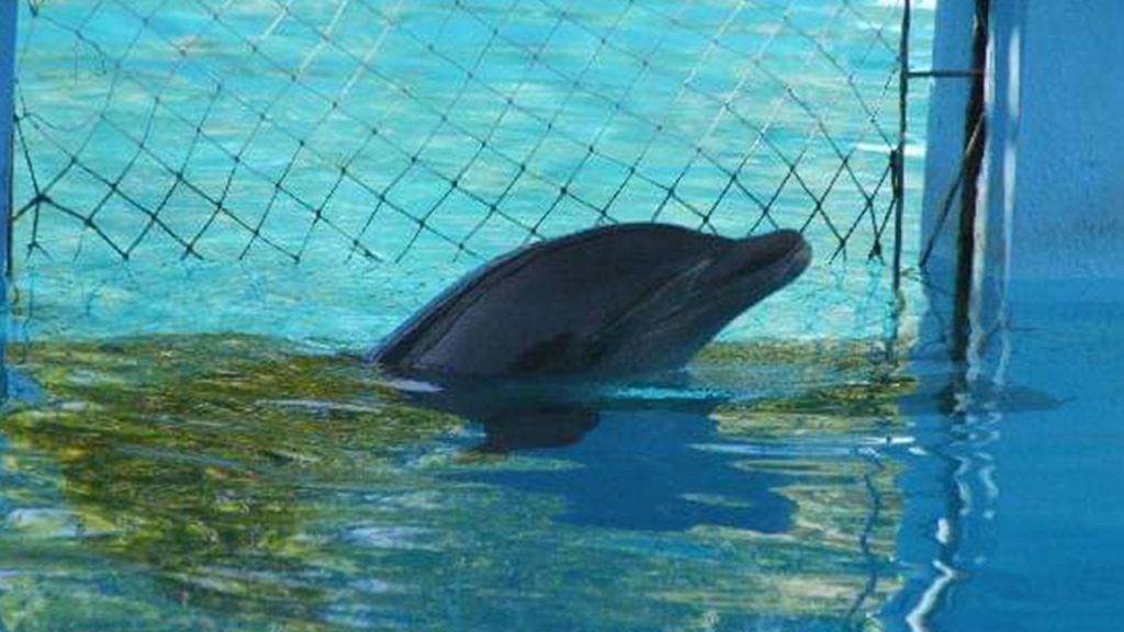 La lucha por la libertad: protegiendo a los delfines cautivos de Tulum