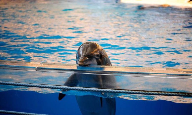 La lucha por la libertad: protegiendo a los delfines cautivos de Tulum