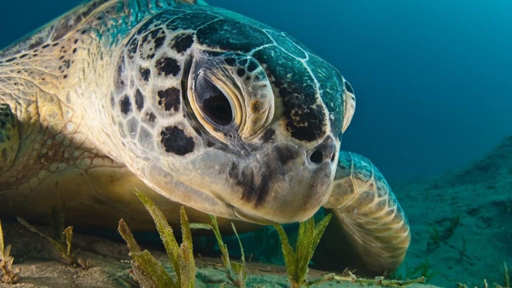 Turtle Conservation Triumphs Along Quintana Roo Coast