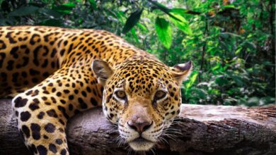 Jaguars at Risk: Can We Ensure Their Survival?