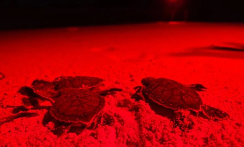 How 26,500 Turtles Find Their Way in Tulum's Seafront