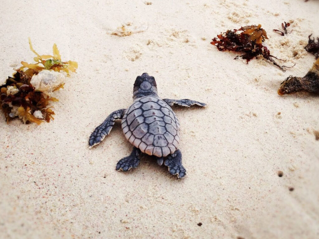 Turtle Protection Efforts Pause Tulum's Tours