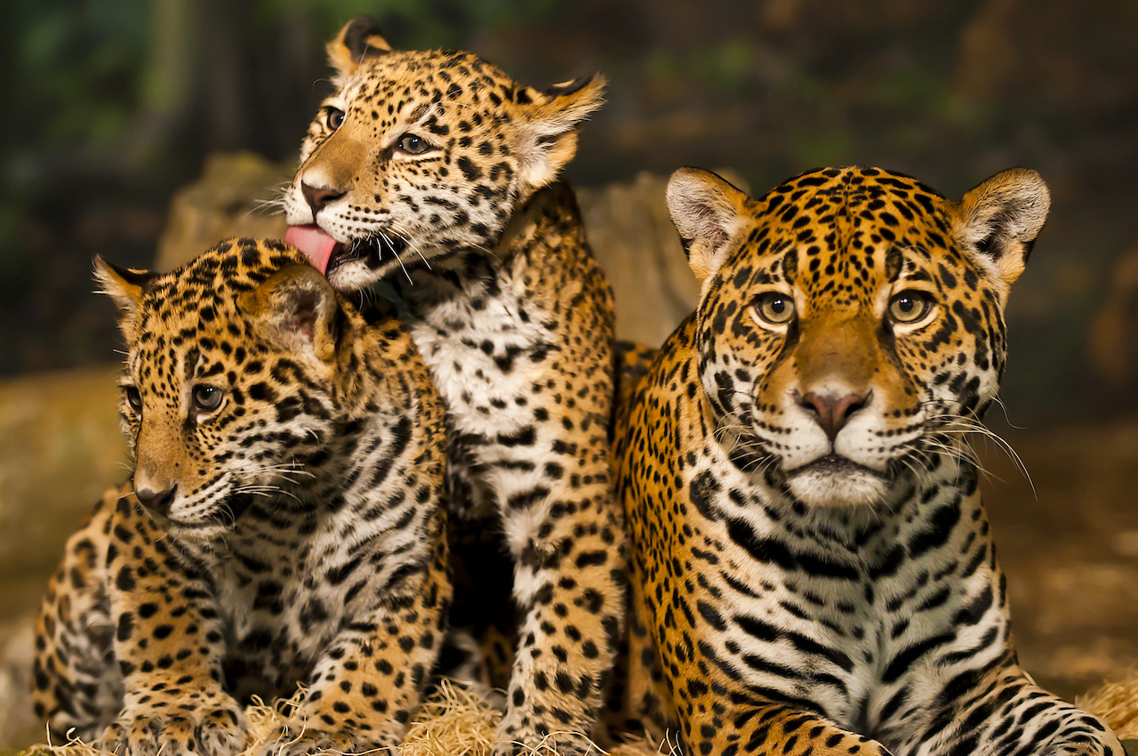 Tulum Unveils Plan to Shield Jaguars and Their Habitat