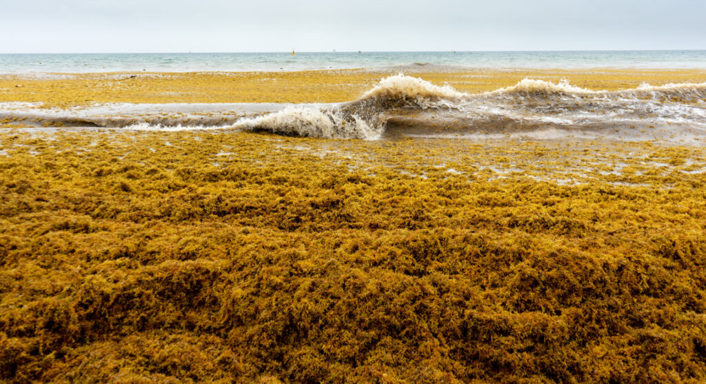 Sargassum season has begun in Tulum, but paradise isn’t lost—discover stunning cenotes and lagoons where crystal-clear waters offer perfect alternatives to the sea.