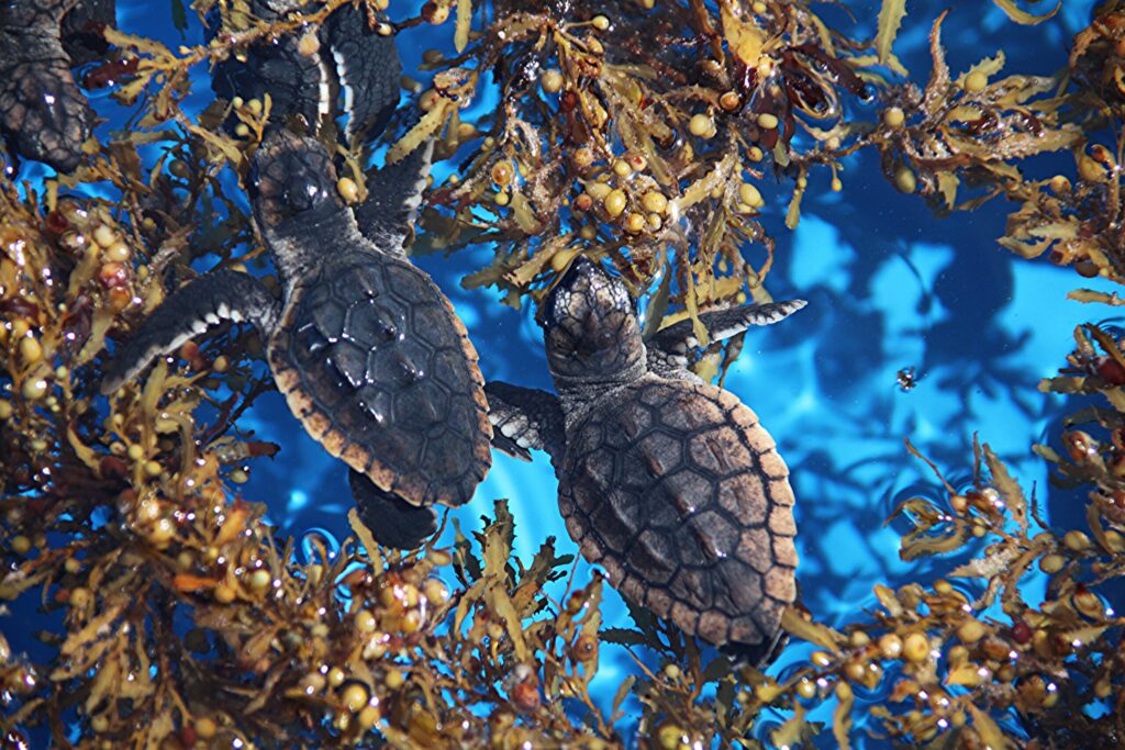 Sargassum remains a challenge for Tulum in 2025, with predictions of significant arrivals. Learn about its impact, management efforts, and traveler tips to enjoy the Riviera Maya despite the seaweed.
