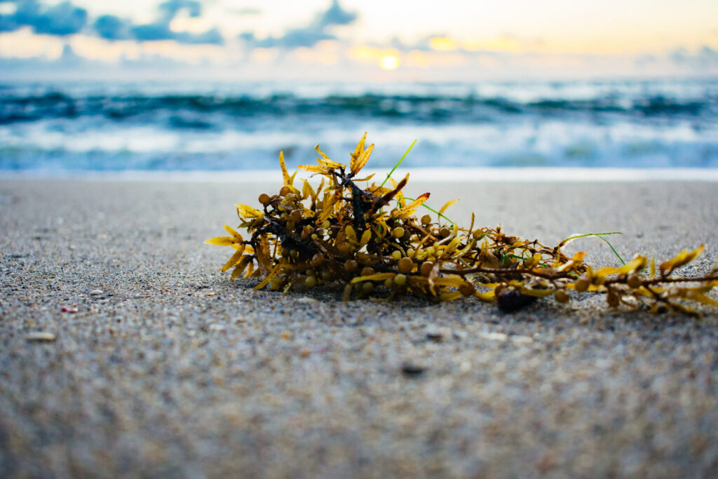 Sargassum remains a challenge for Tulum in 2025, with predictions of significant arrivals. Learn about its impact, management efforts, and traveler tips to enjoy the Riviera Maya despite the seaweed.