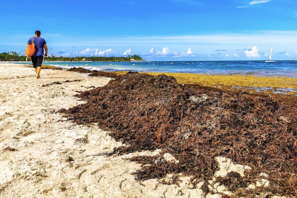 Breaking News from Tulum Mexico - Tulum Times