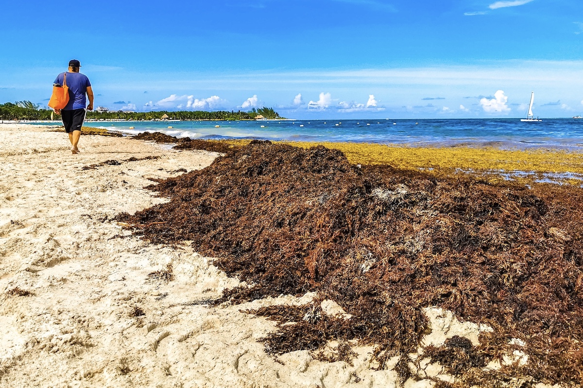 Breaking News from Tulum Mexico - Tulum Times
