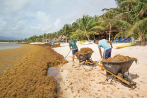 Quintana Roo Preps for Massive Sargassum Arrival