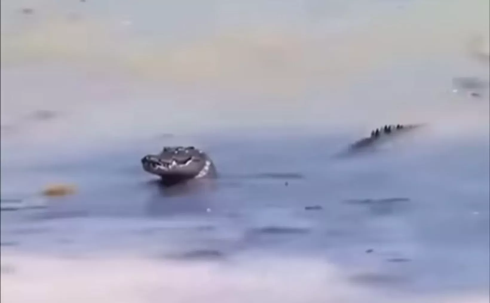 Crocodile Sighting Mobilizes Rescue Crews in Tulum
