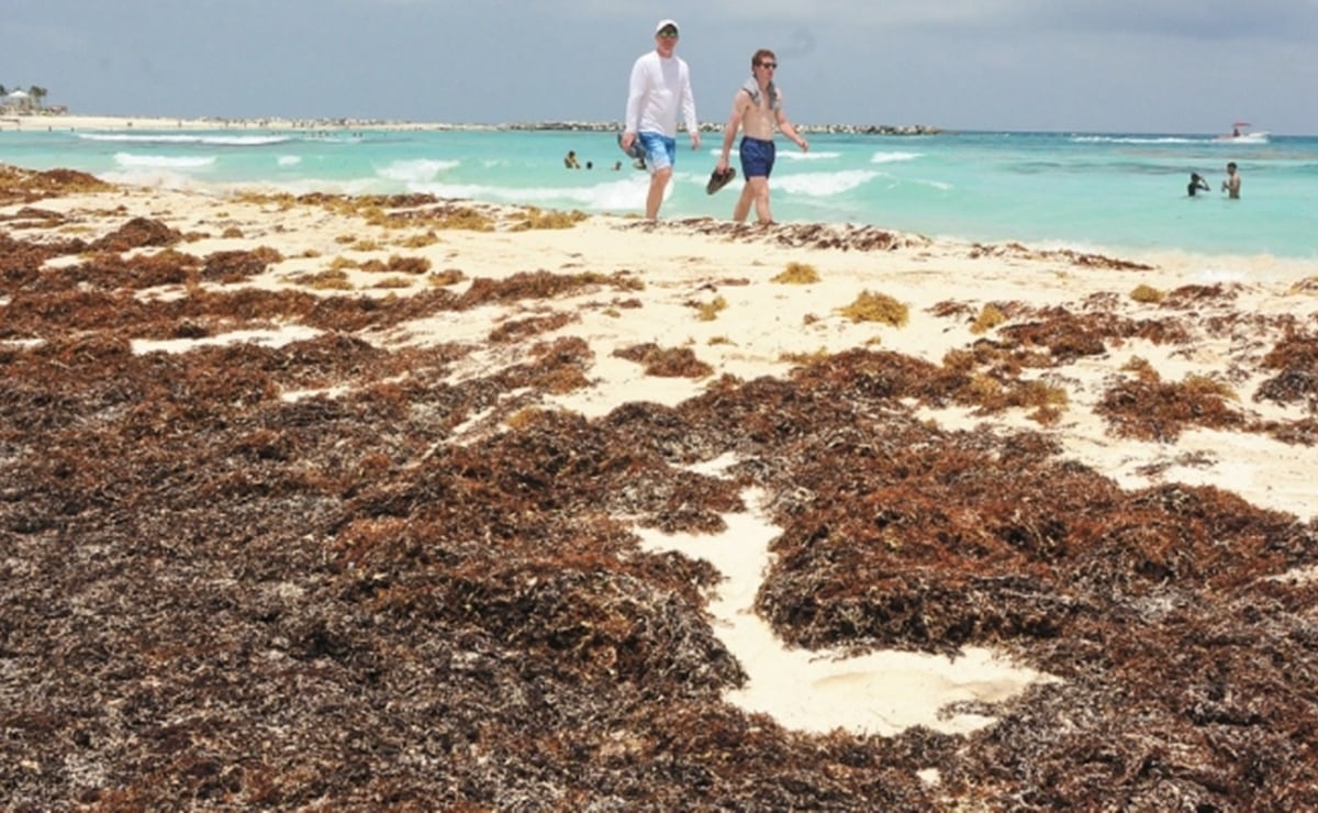 Breaking News from Tulum Mexico - Tulum Times