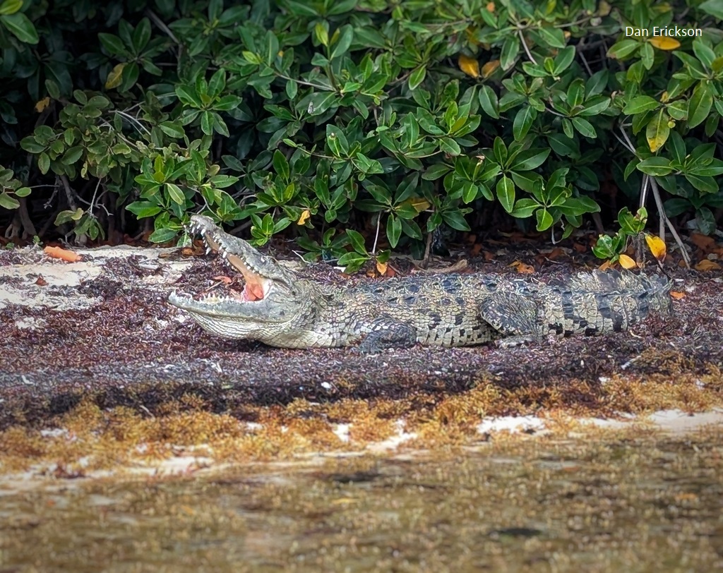 Breaking News from Tulum Mexico - Tulum Times